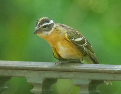 Black-headed Grosbeak, immature male