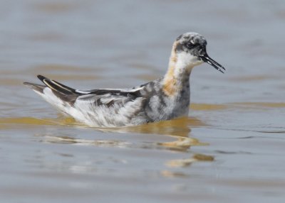 Red-necked Phalarope, adult molting