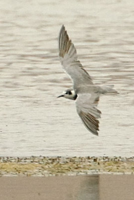 Black Tern, flying