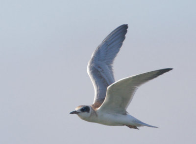 Forsters Tern, juvenile flying