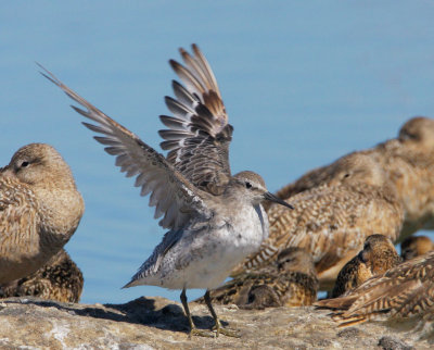 Red Knot, nonbreeding plumage