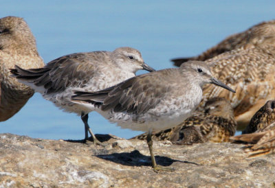 Red Knots, nonbreeding plumage
