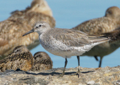 Red Knot, nonbreeding plumage