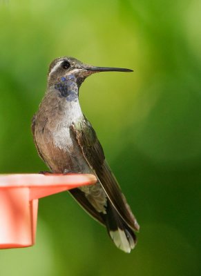 Blue-throated Hummingbird, immature male