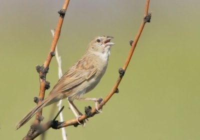 Botteri's Sparrow, singing