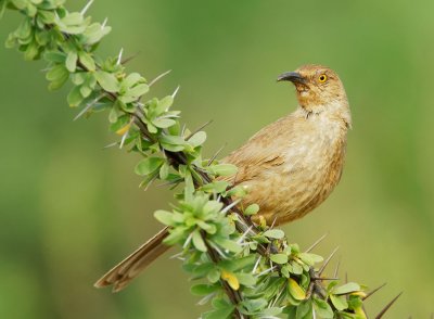 Curve-billed Thrashers