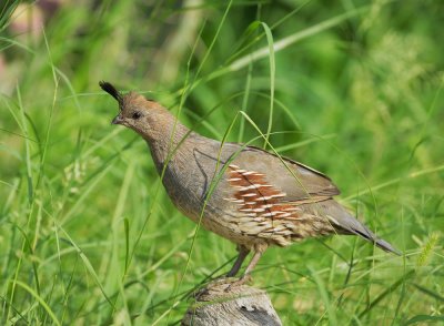 Gambels Quail, female