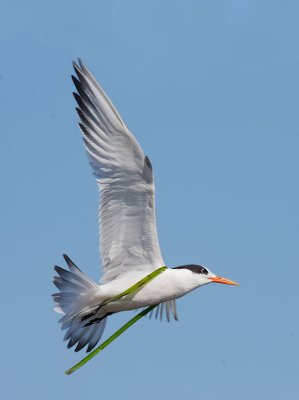 Elegant Tern, flying, with sash