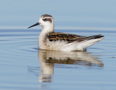 Red-necked Phalarope, juvenile