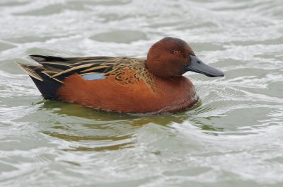 Cinnamon Teal, male