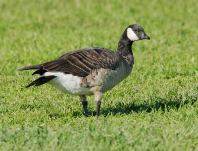 Cackling Goose, minima