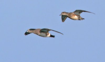 American Wigeons, pair flying