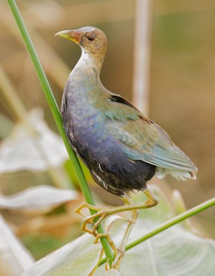 Purple Gallinule, juvenile