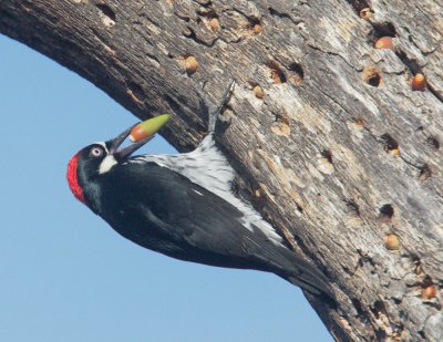 Acorn Woodpecker, inserting acorn