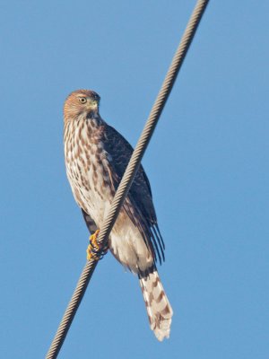 Cooper's Hawk, juvenile