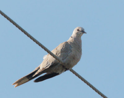 Eurasian Collared-Dove
