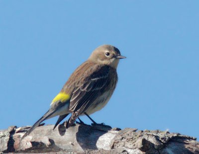 Yellow-rumped Warbler, Myrtle