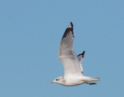 Mew Gull