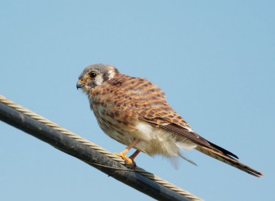 American Kestrel, female