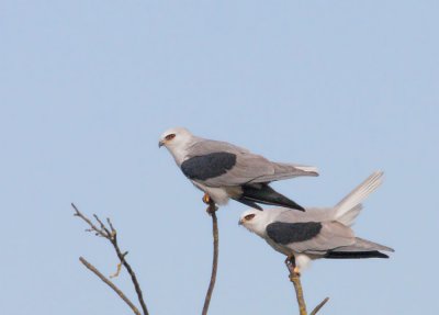 White-tailed Kites, tail-bobbing