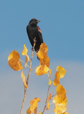 Red-winged Blackbird, typical male