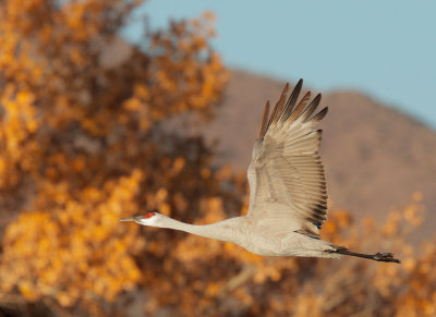 Sandhill Crane