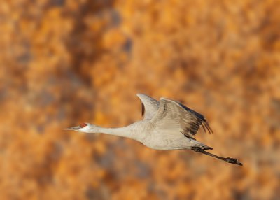 Sandhill Crane