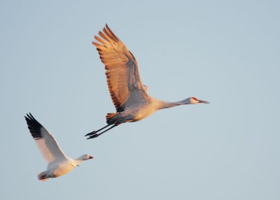 Sandhill Crane and Snow Goose