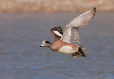 American Wigeon, male