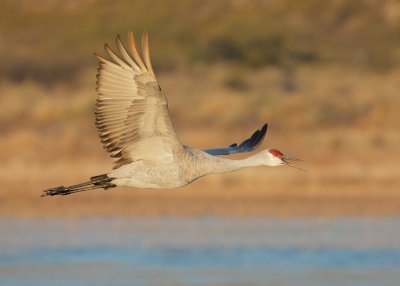 Sandhill Crane