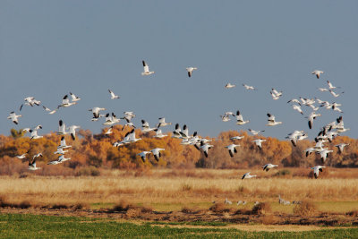 Snow Geese against fall toliage