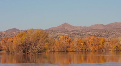 Bosque, west from the Farm Loop in morning light