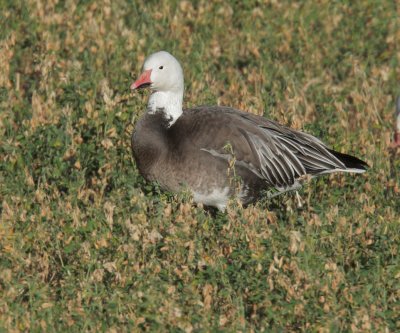 Snow Goose, blue morph