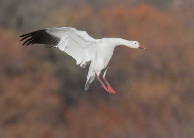 Snow Goose, landing