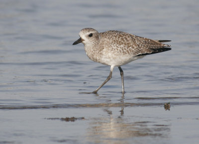 Black-bellied Plover