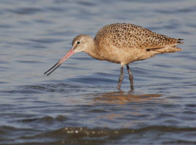 Marbled Godwit