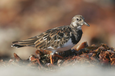 Ruddy Turnstone, non-breeding