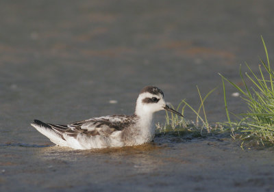 Red-necked Phalarope, juvenile