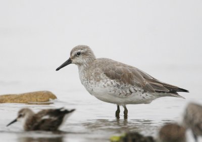 Red Knot, nonbreeding plumage