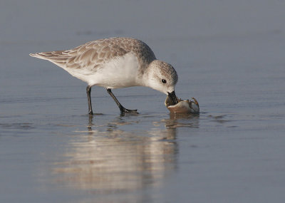 Sanderling