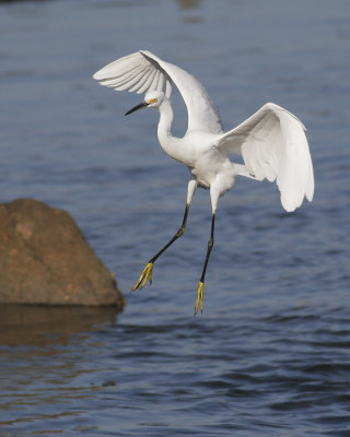 Snowy Egret, landing