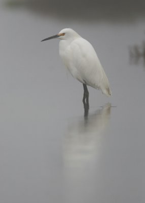 Snowy Egret, in fog