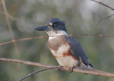 Belted Kingfisher, juvenile