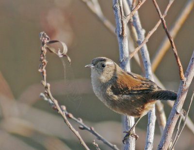 Marsh Wren