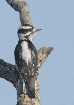 Downy Woodpecker, female