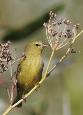 Orange-crowned Warbler, Lutescens