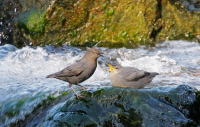 American Dippers, adult and fledgling