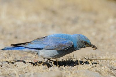 Mountain Bluebird, male with spider