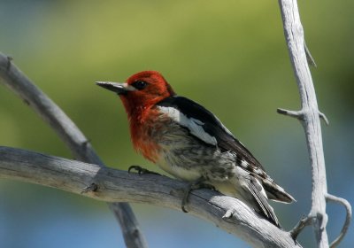 Red-breasted Sapsucker, at nest
