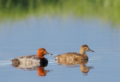 Redheads, pair